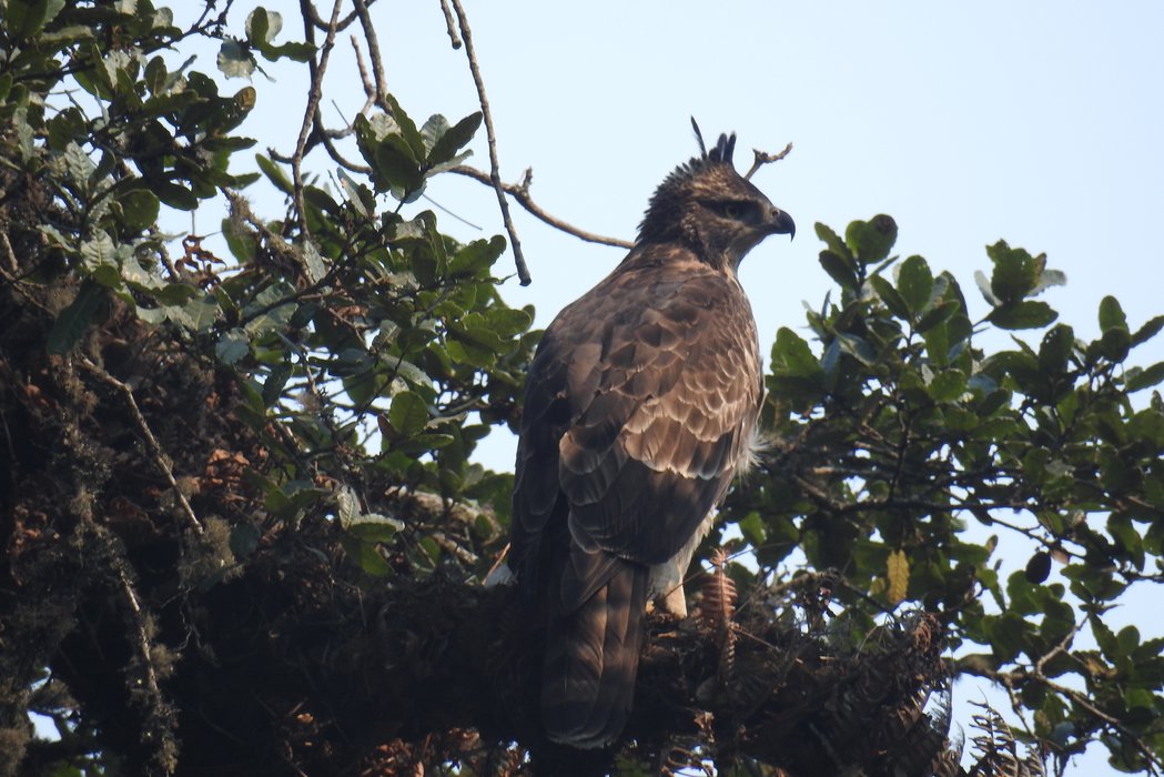 Ecology of the Mountain Hawk Eagle in Nepal