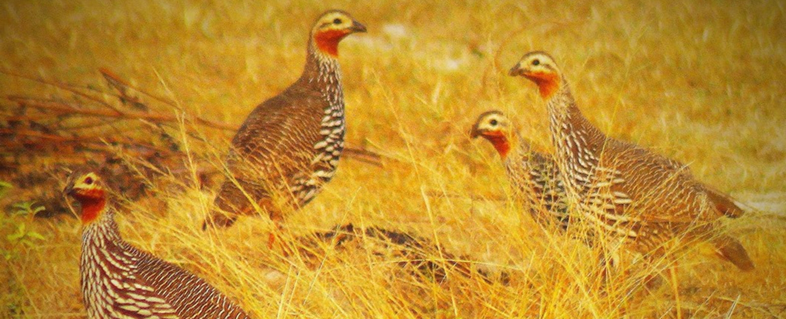 Swamp Francolin