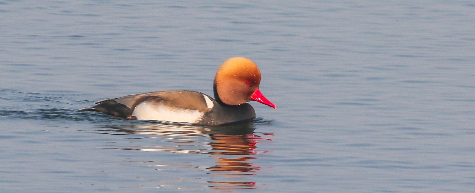 Red-crested Pochard