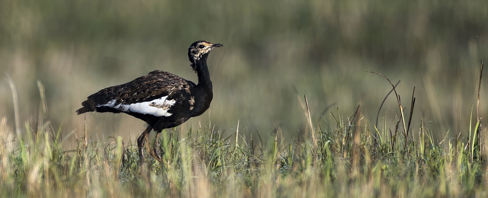 Bengal Florican