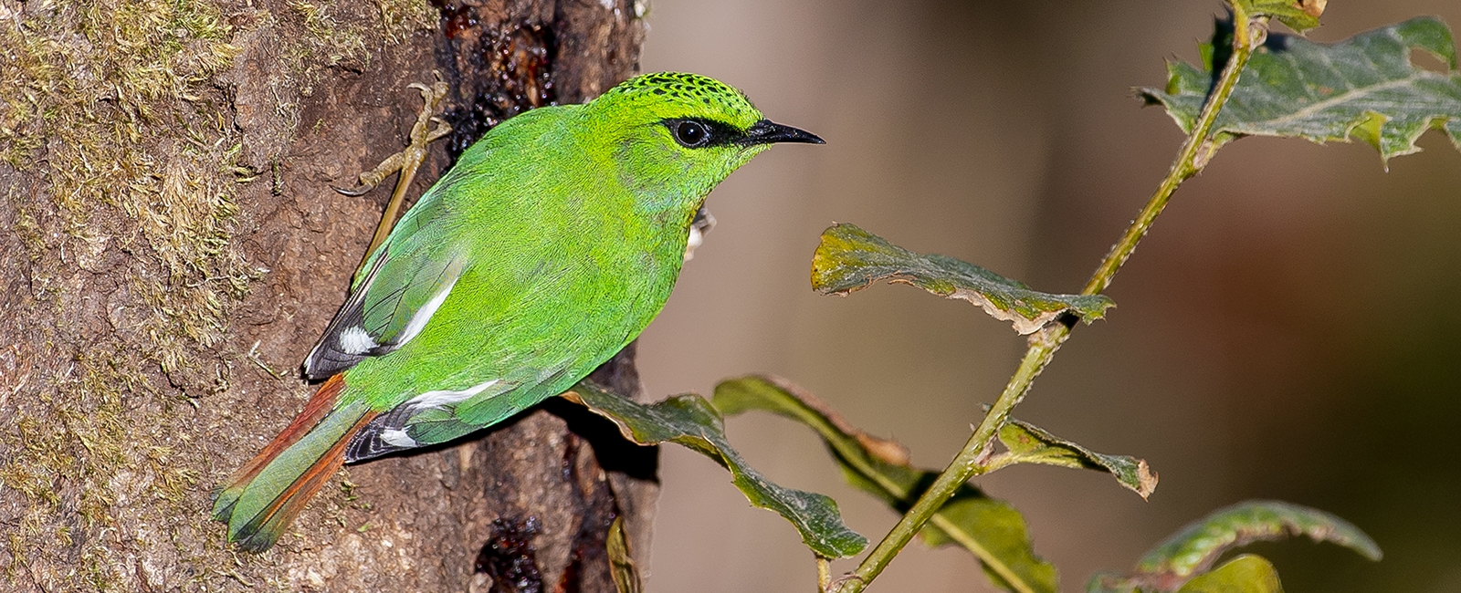 Fire-tailed Myzornis