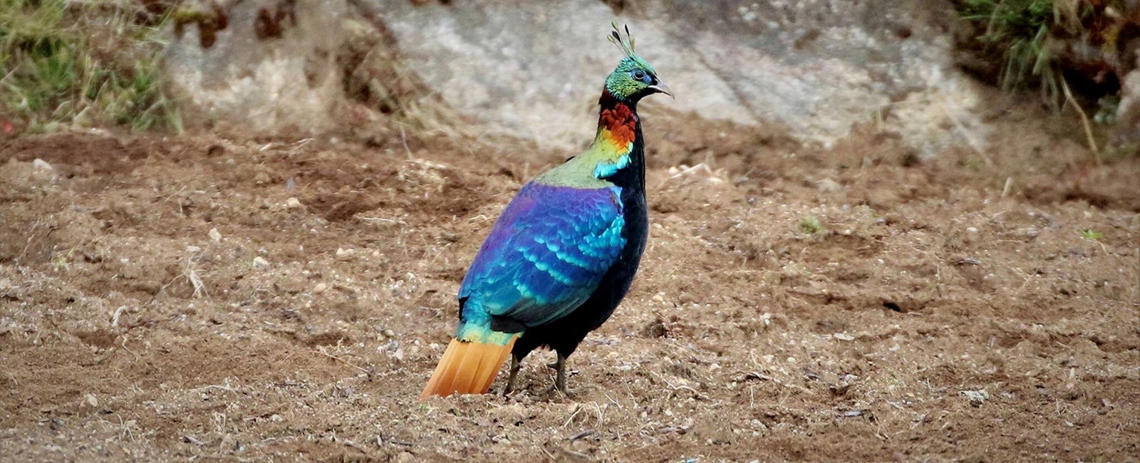 Danphe (Himalayan Monal)