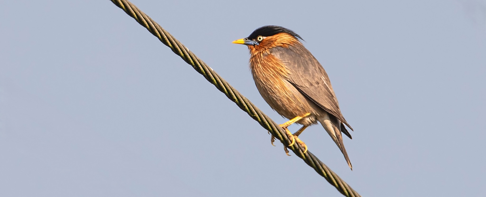Brahminy Starling