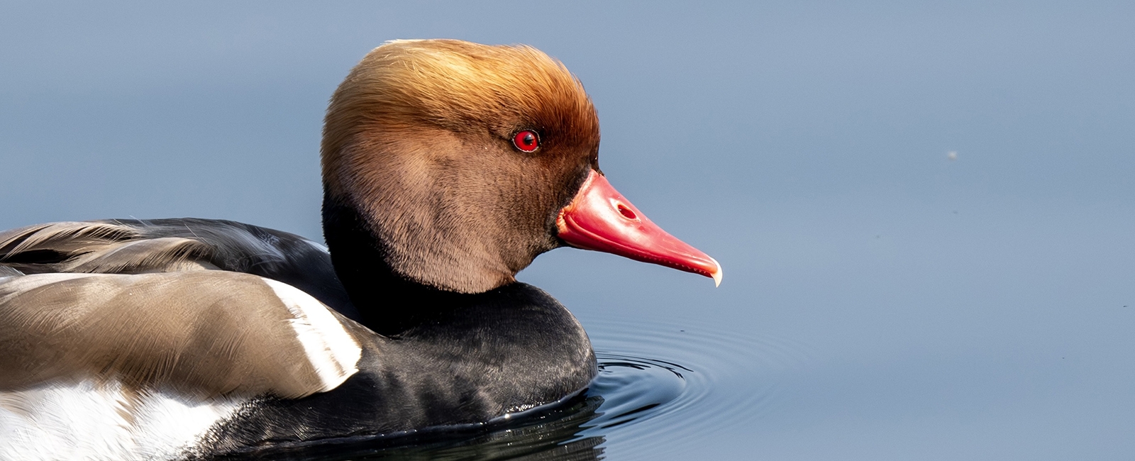 Red-crested Pochard