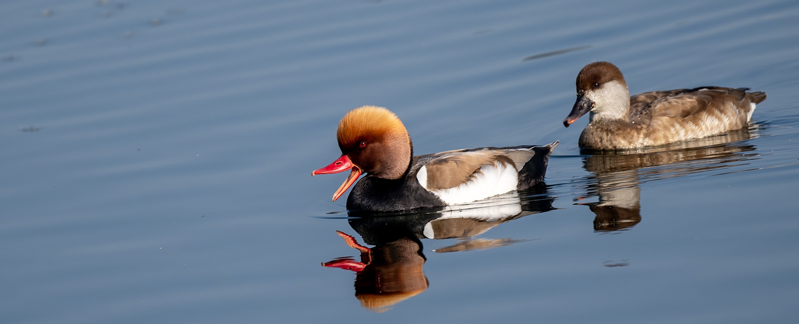 Red-crested Pochard